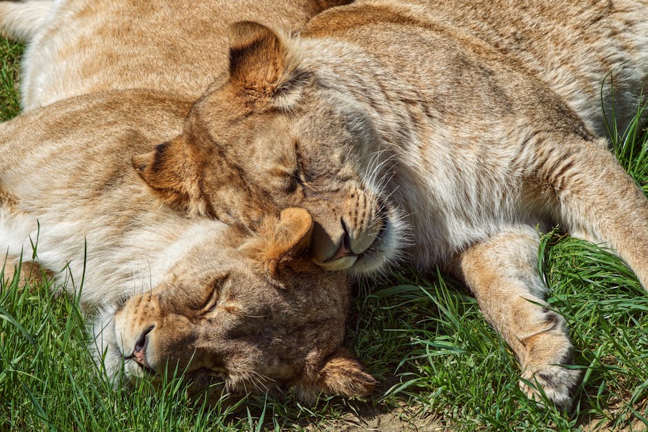 15 Amazing Facts About Lions You Didn’t Know