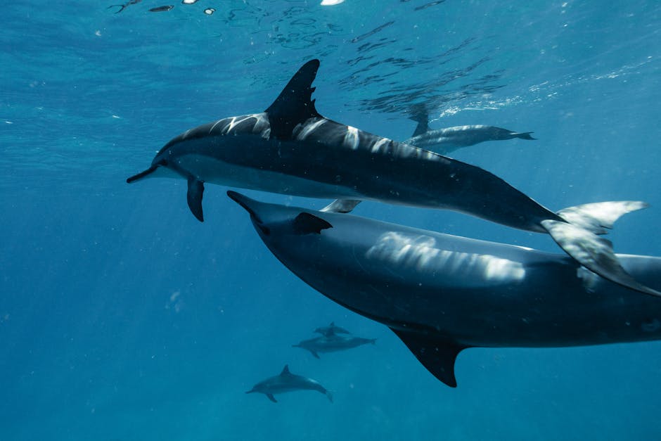 Did You Know Dolphins Have Names for Each Other?