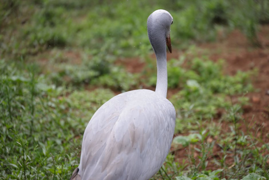 Did You Know? 12 Fun Facts About Birds