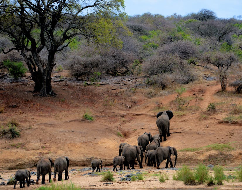 10 Fascinating Facts About Elephants