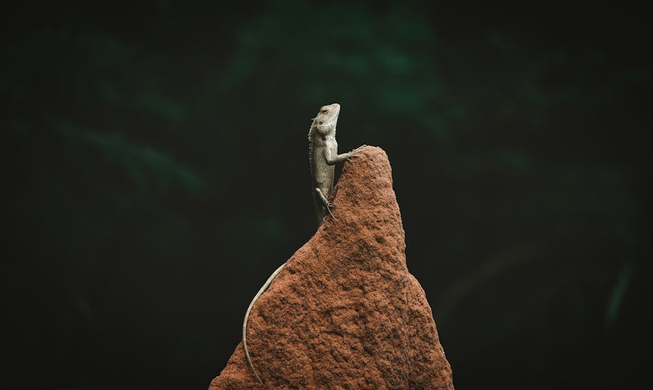 Did You Know? 12 Amazing Desert Facts