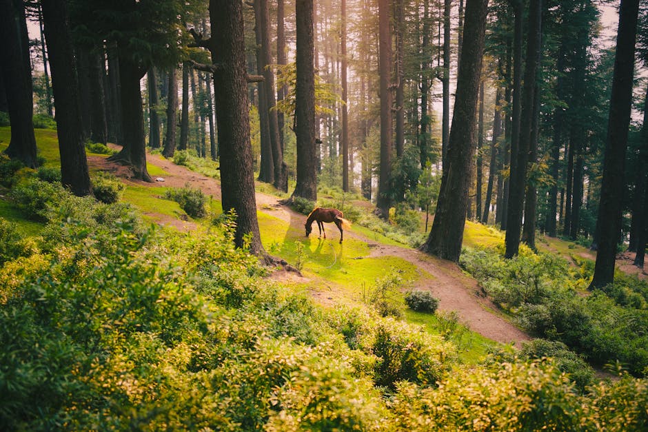 Did You Know? 12 Incredible Facts About Trees