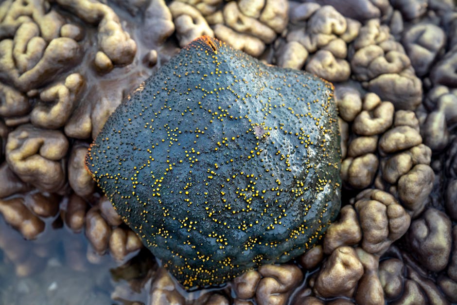 Did You Know? 15 Facts About Coral Reefs