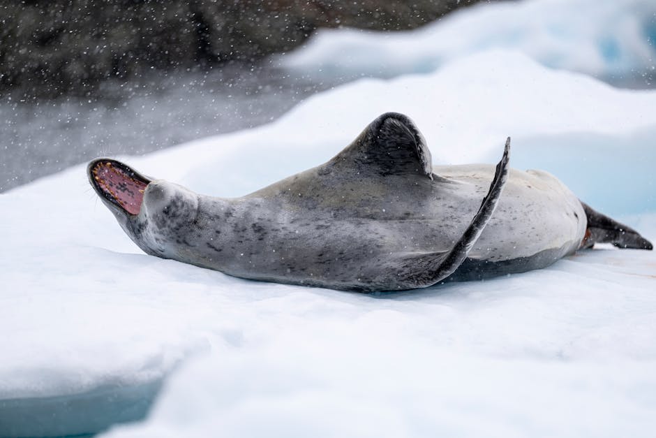 Top 10 Fun Facts About the Arctic and Antarctica